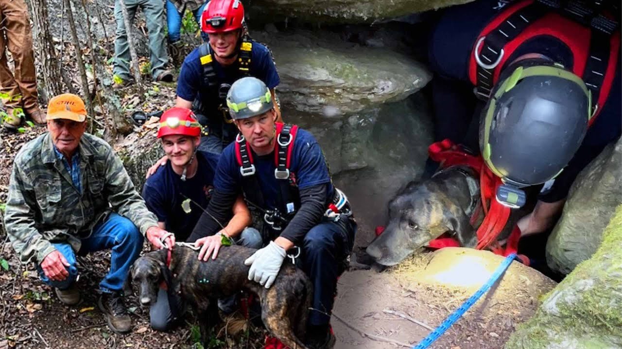 Dog Survives Being Trapped in Cave With Bear for 3 Days