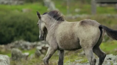 Horse Running On Grassland