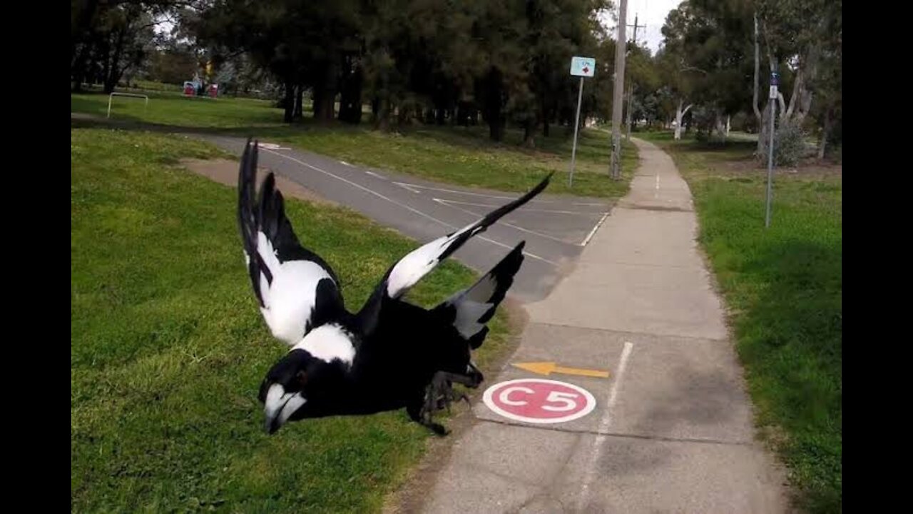 Hand feeding swooping magpies 😂