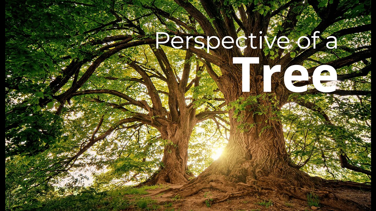 A Tree's Perspective on Deforestation - Listen to Their Voice