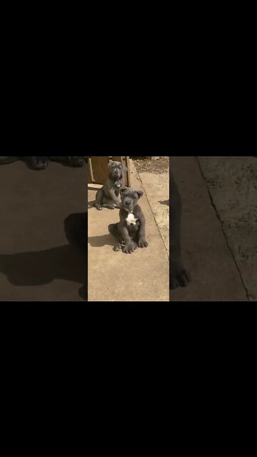 Look at his paws 🐾, he's going to be a big fella