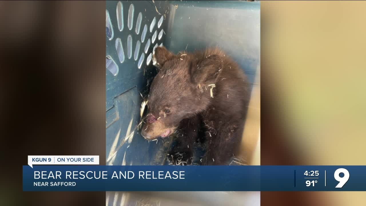 Bear rescued and released in White Mountains