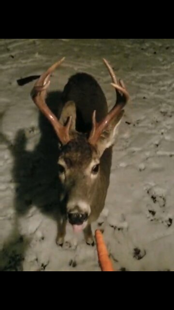 I think my backyard deer friends identify as Democrat 😩