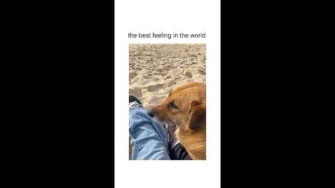 Emotional dog