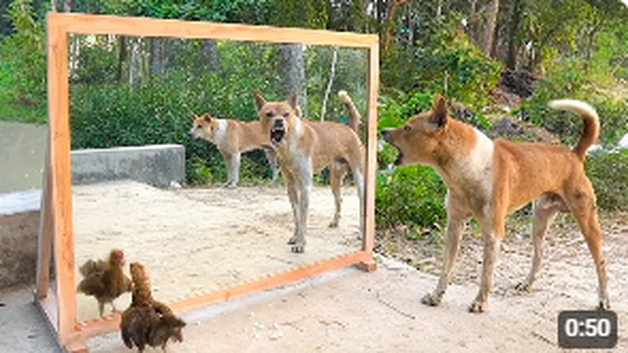 Mirror Mysteries: A Dog's First Glimpse of Itself