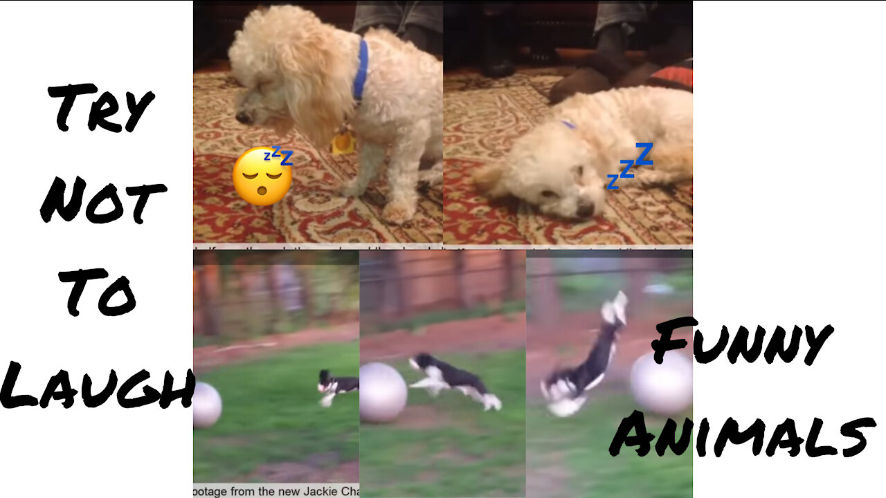 Cats and dogs Funny epic Moments (*Try not to Laugh*)