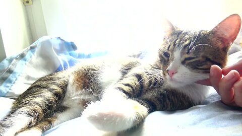Purring Kitten Moves His Paw
