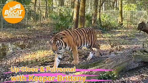 Big Cat Rescue LIVE Q&A with Brittany at Big Cat Rescue 01 19 2023- Happy birthday Max tiger!