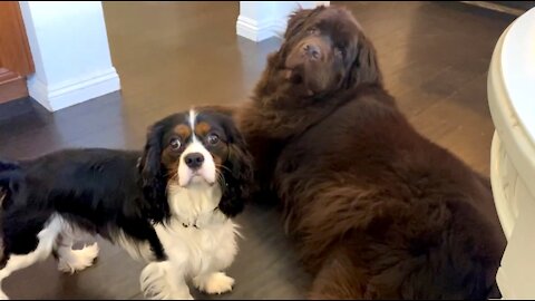 Newfie & Cavalier adorably demand their dinner