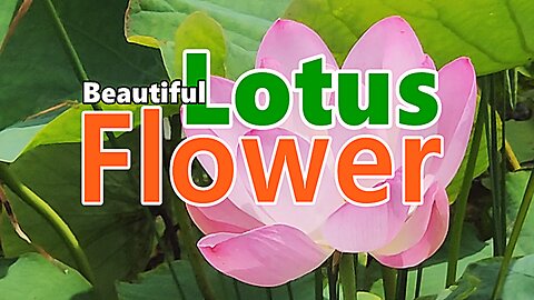Lotus flower