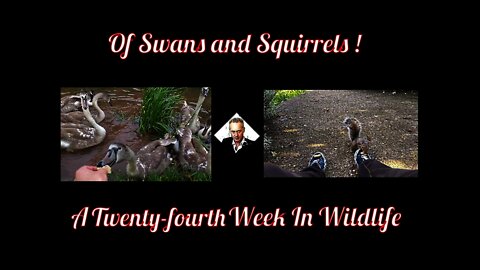 A Twenty-fourth Week In Wildlife - Of Swans and Squirrels!