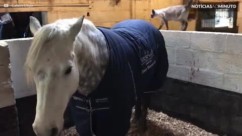 Gato e cavalo são melhores amigos e passeiam juntos