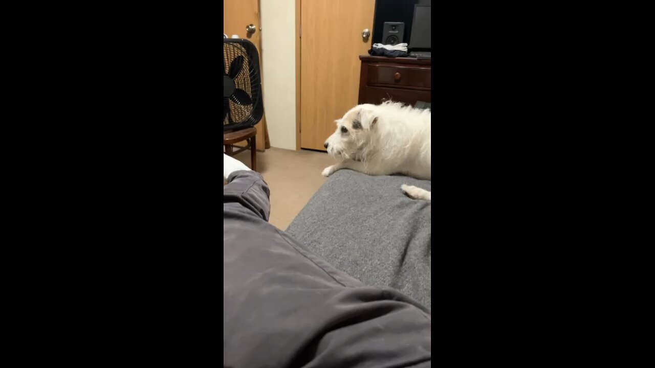 Dog DEMANDS Socks!!! [Funny Jack Russell] 2024