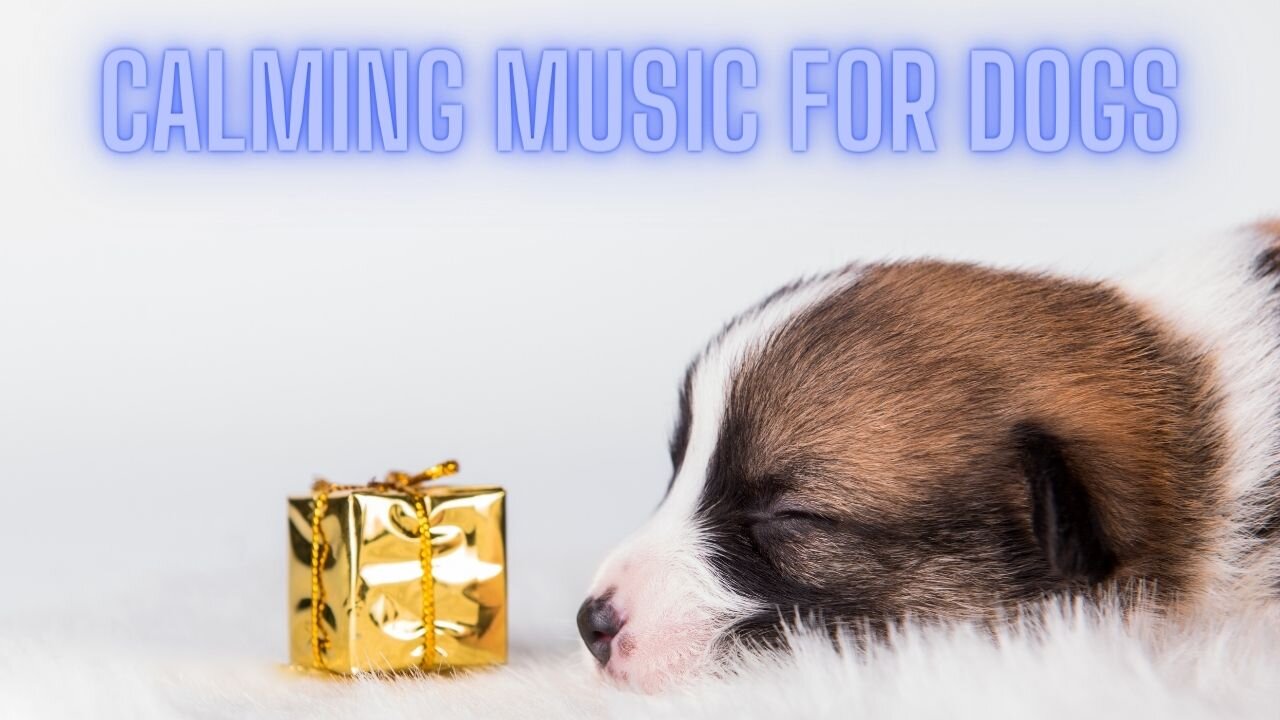 14 Hours of Anti Anxiety Music for Dogs - Calming Music To Relax Your Dog