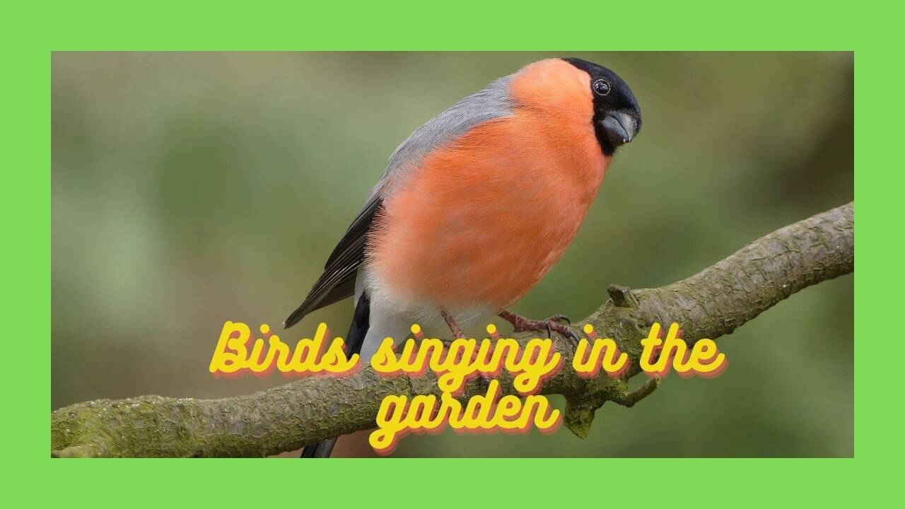 Birds singing in the garden