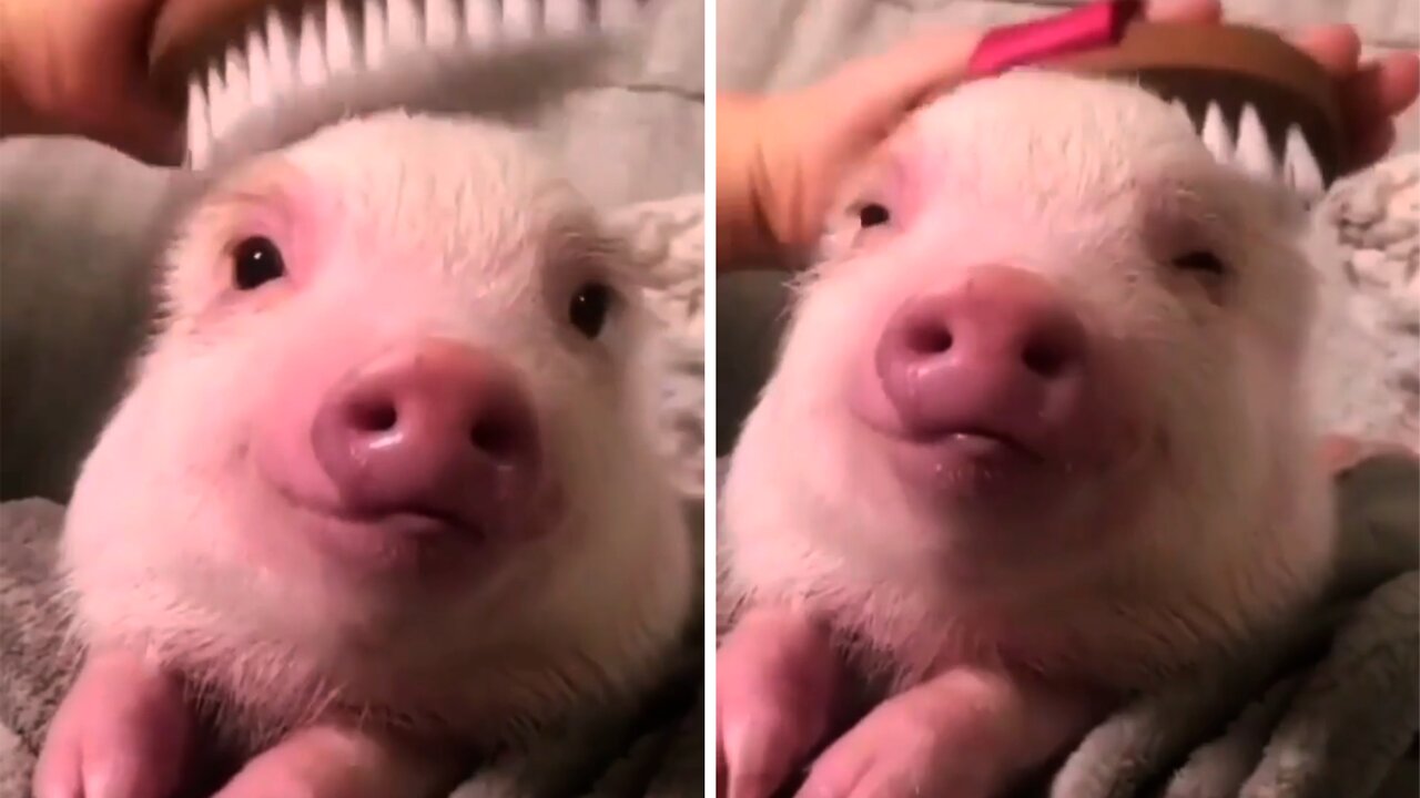 Little pig being affectionate