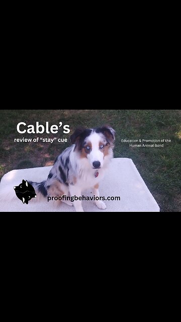 Cable's training begins, a review of the "stay" cue and platform work.
