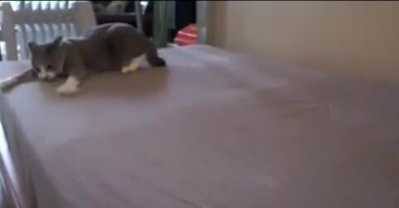 This cat is looking for what is funny and salty