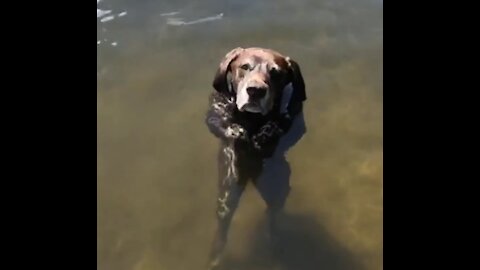 Doggy is swimming and dancing in water