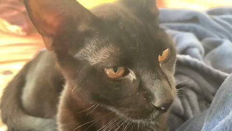 Black Kitty Trying To Hunt My Hand From Under Blanket 😹