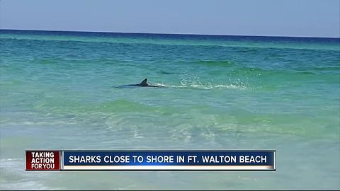 Multiple sharks spotted very close to Okaloosa Island in Florida