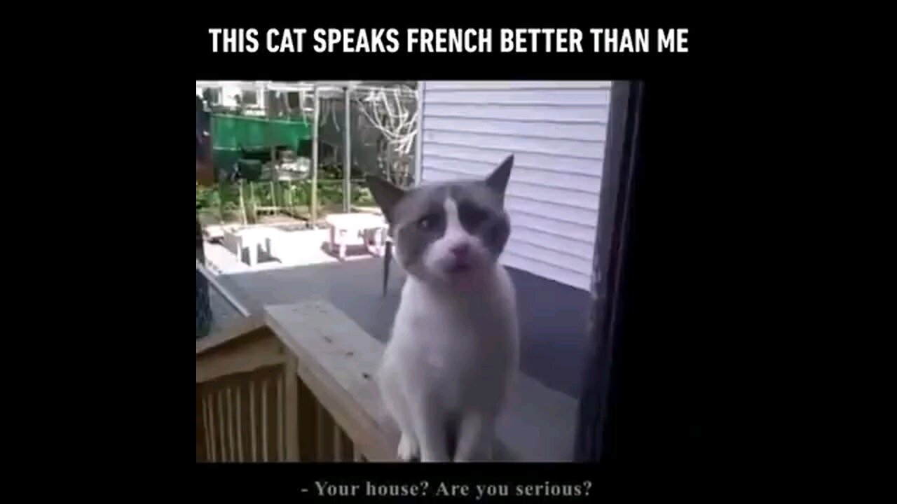 This Cat Speaks Better French than Me