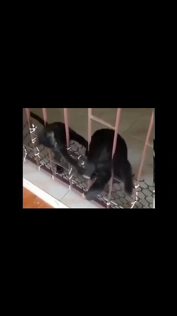 Morgan Freeman narrates the Pawshank Redemption