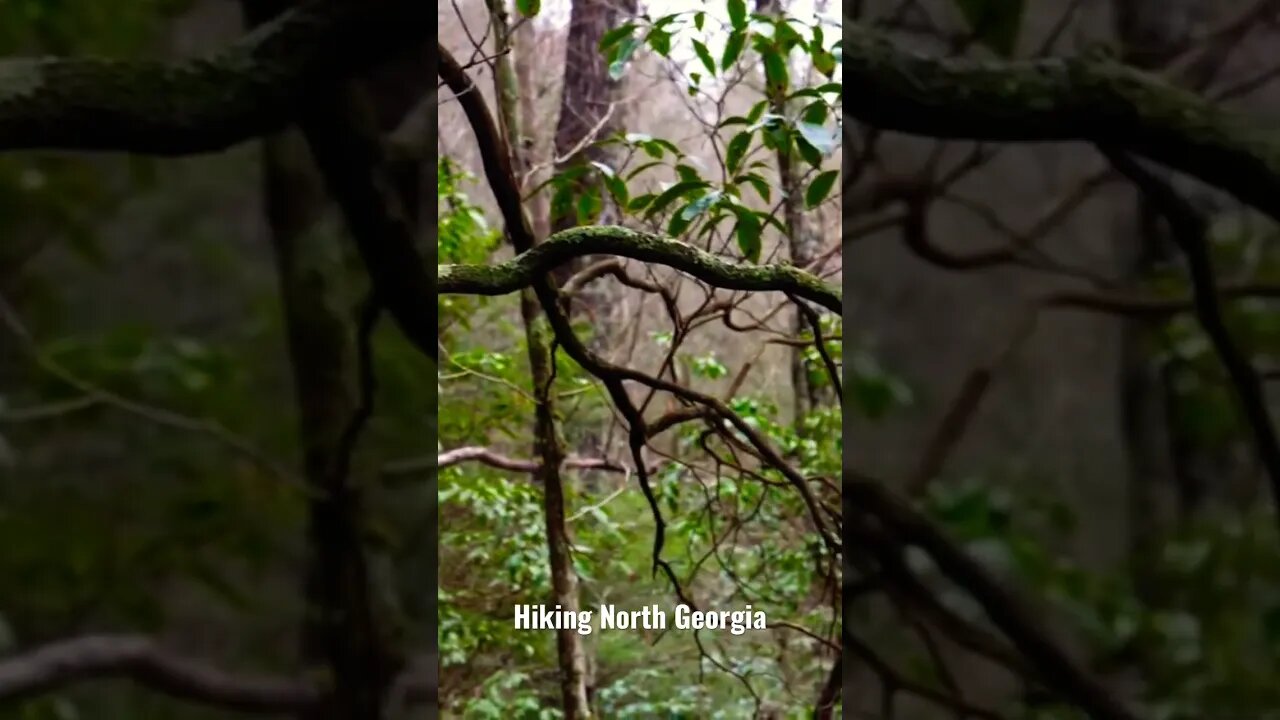 Incredible nature in North Georgia. #outdoors #hikes #nature #waterfallhikes #adventure #georgia