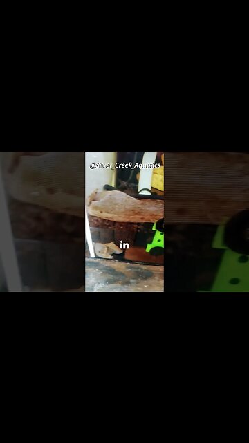 Does your tank feed your fish? - Create an Ecosystem Aquarium