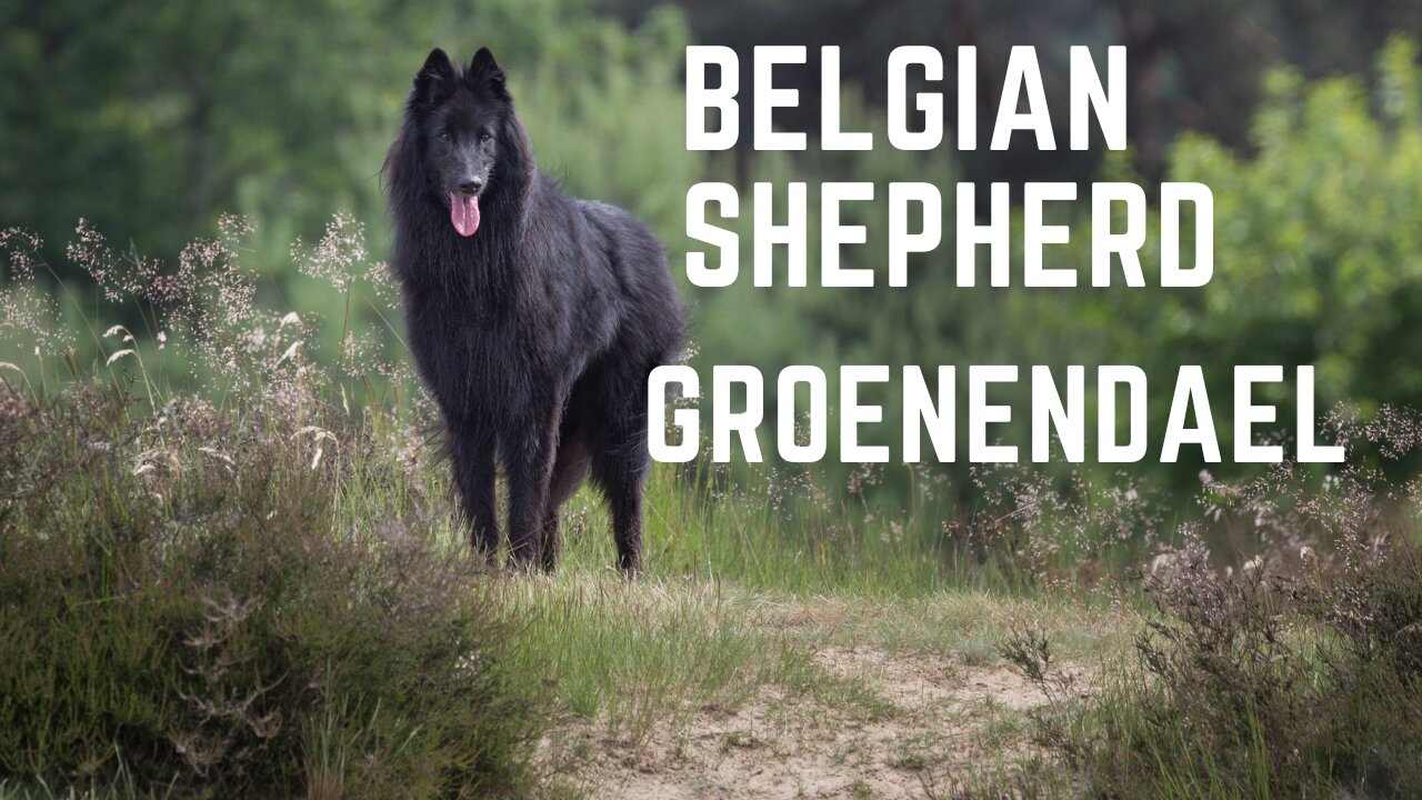 Belgian Shepherd dog, The Belgian Groenendael temperament