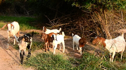 Goats are eating before sunset!!!