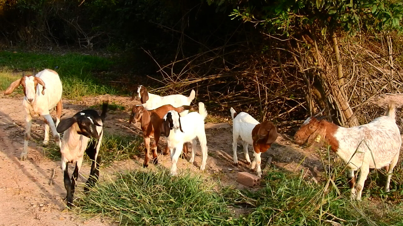 Goats are eating before sunset!!!
