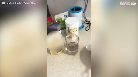 Mulher encontra centenas de insetos no café da manhã