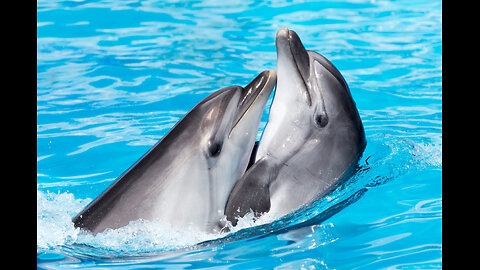 What Happens When You Save The Life Of A Dolphin 🐬???