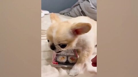 Angry Dogs Reaction To Scared Toys TRY NOT TO LAUGH Pets Island