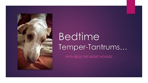 Bedtime Temper-Tantrums with Belle the Basset Hound!