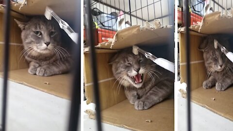Cat attacks are awesome.