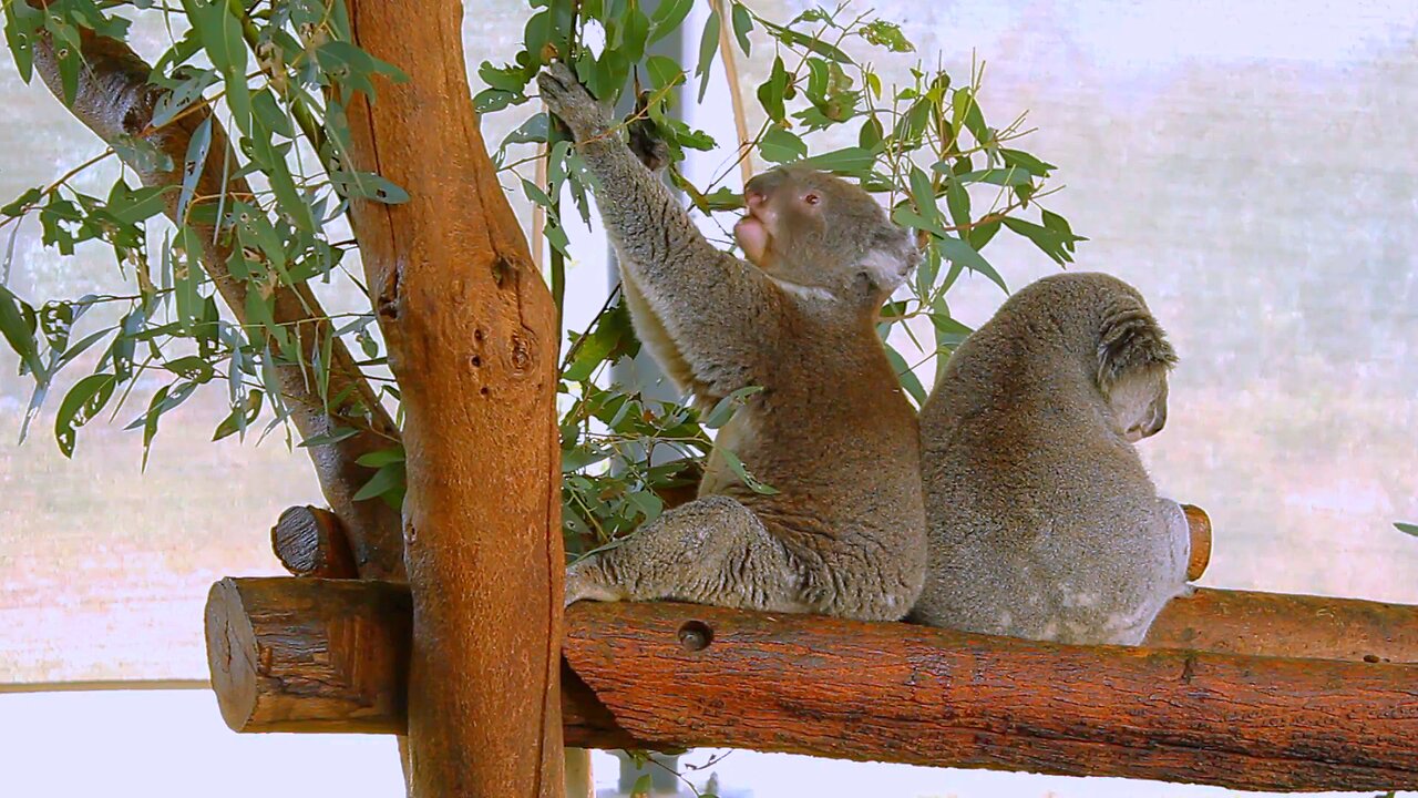 Cute Koalas Eating Eucalyptus Australian Animals Video ZOO Western Australia