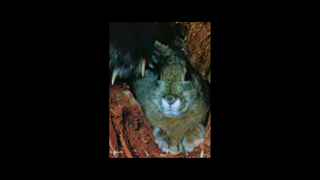Funny animal video