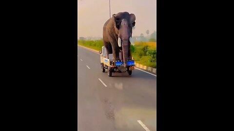 Elephant