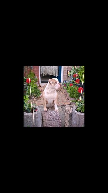 Winnie in the front yard