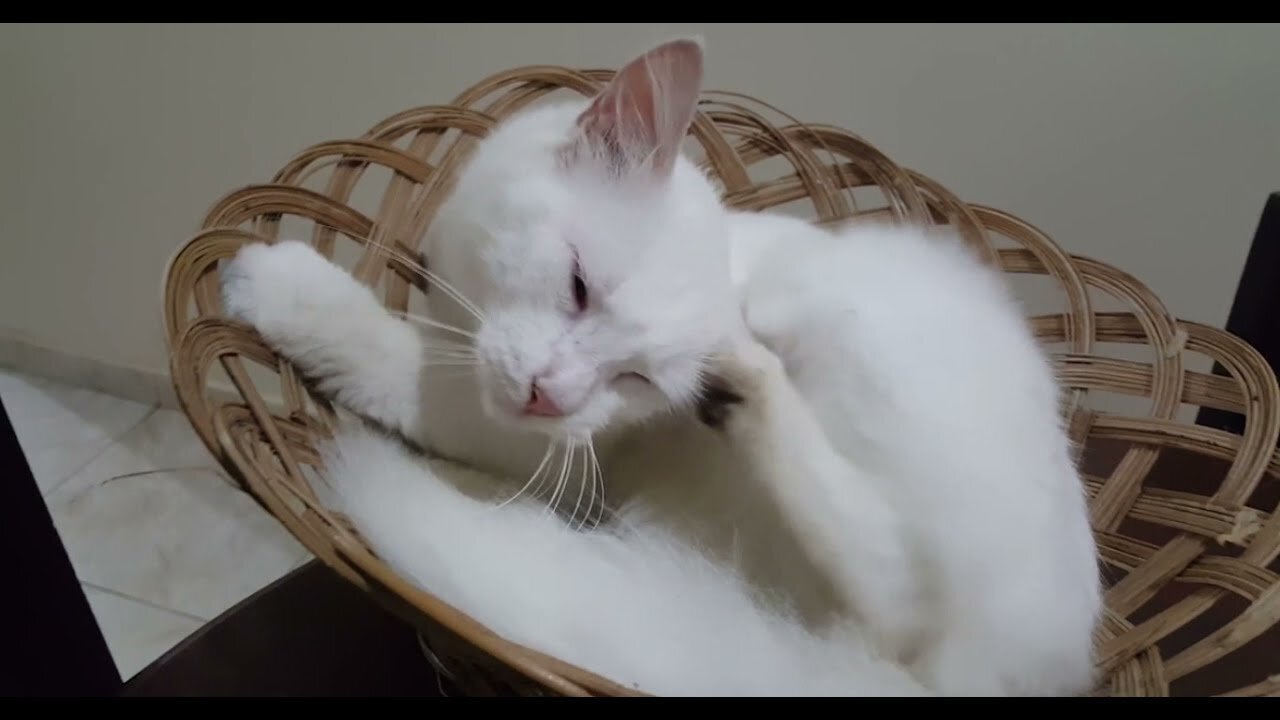 Cutest Cats 😻😻 kitten videos - Adorable Cute Pets - PART: 110