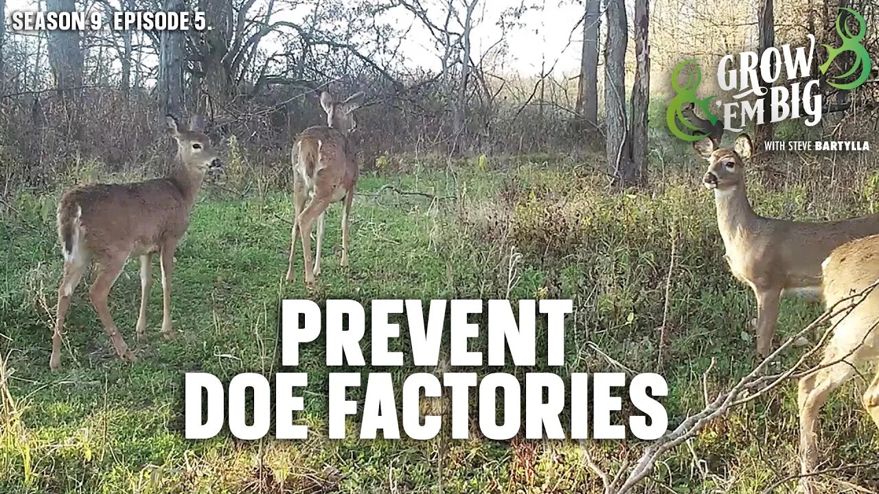 Prevent Doe Factories and Keep Bucks Bedded