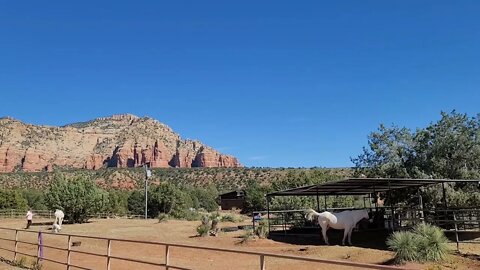 Apollo ground work session @sedonahorsemedicine