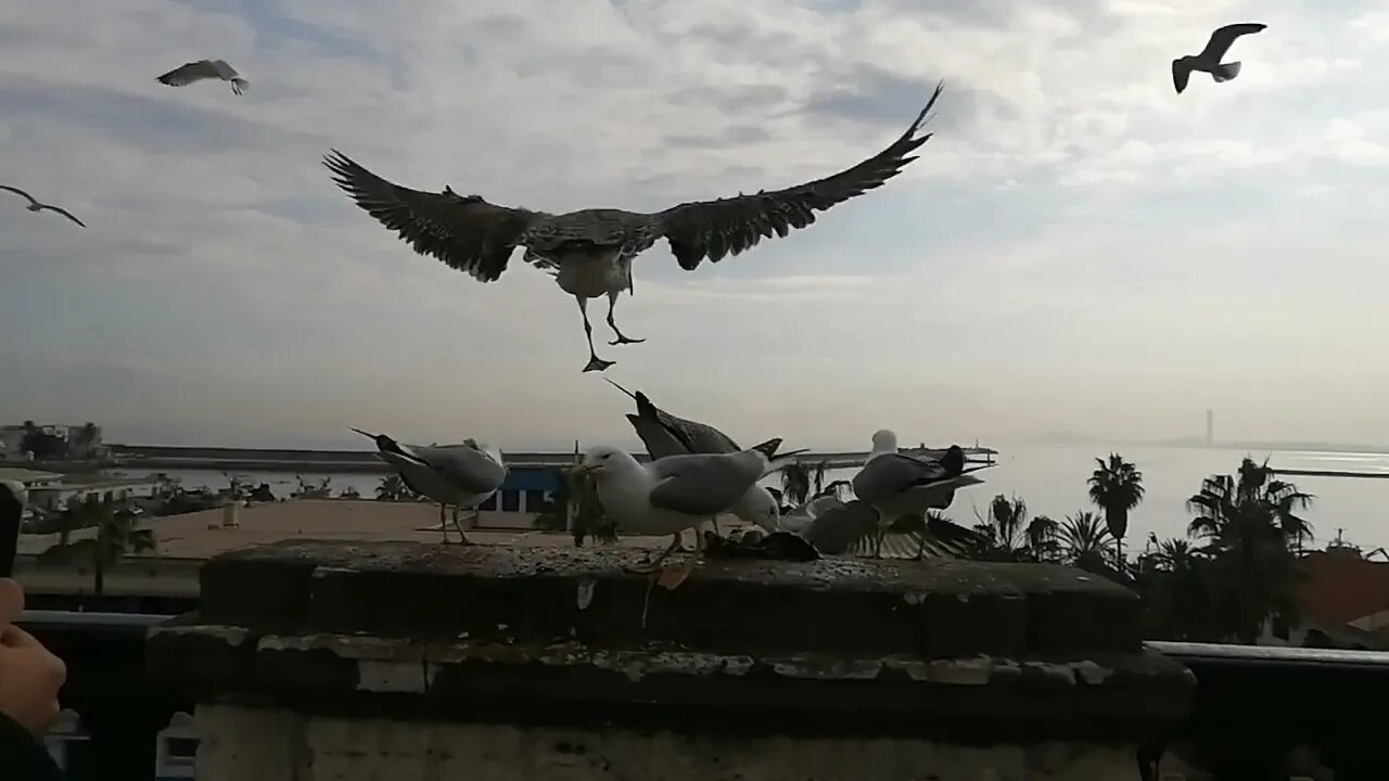 هجوم النوارس في الجزائر العاصمة