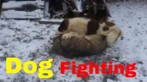 Two Dangerous Dogs Fighting video 😱