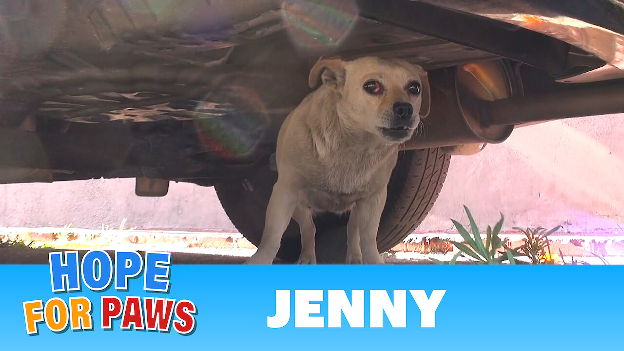 Saving Jenny - a homeless Chihuahua who just wanted to be loved. Please share.