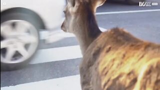 Bien élevé, ce cerf attend le feu vert pour traverser