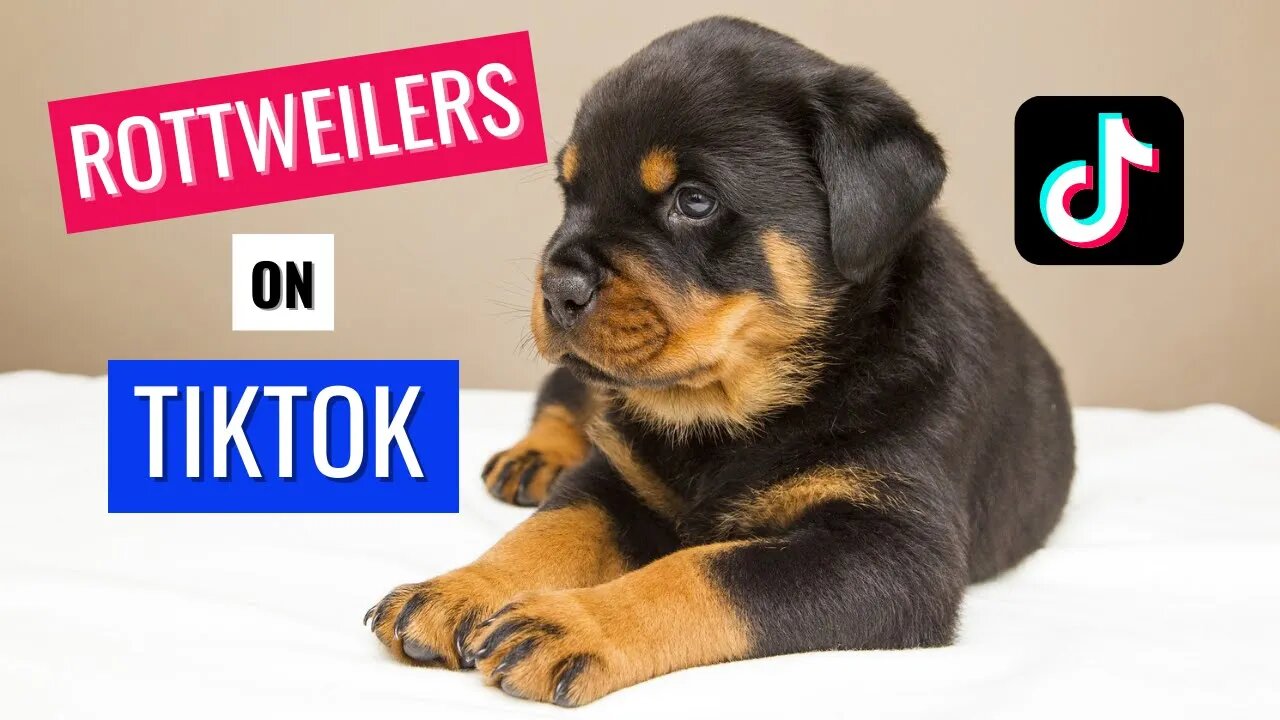 Rottweiler Compilation TikTok - Cutest Rotties 2022 #rottweiler #rottie #rottweilerpuppy