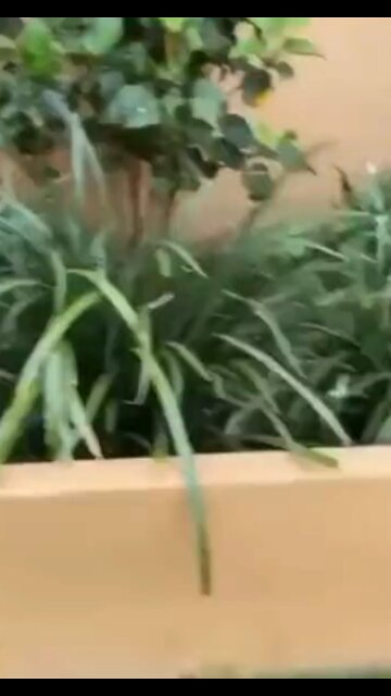 The lizard is an acrobat